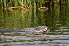 ... útočí rychle.