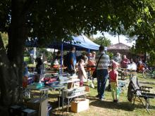 Pohled ze stínu stromů