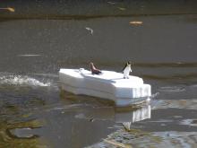 Nechyběla ledová kra.