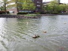 Pohled na vodní plochu s modely